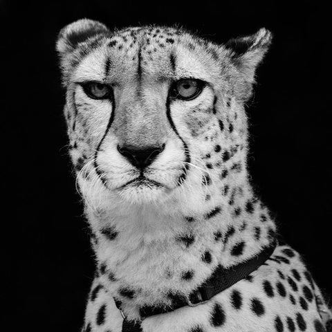 Cheetah  White Modern Wood Framed Art Print by Highsmith, Carol