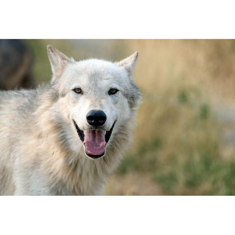 Lone Wolf Black Modern Wood Framed Art Print with Double Matting by Highsmith, Carol