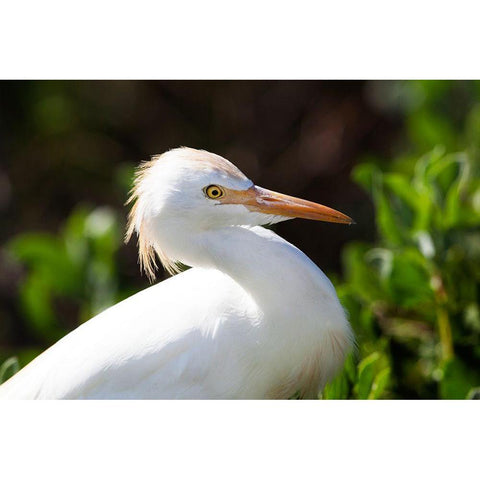 Snowy Egret Gold Ornate Wood Framed Art Print with Double Matting by NASA