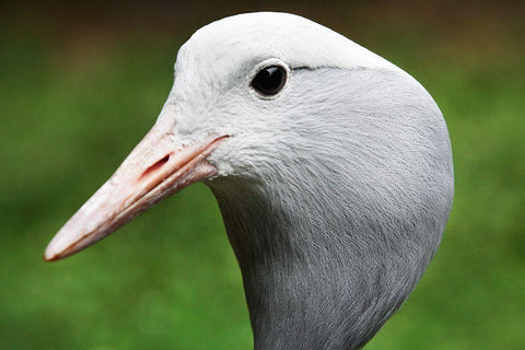 Stanley Crane White Modern Wood Framed Art Print with Double Matting by Smithsonian Institution