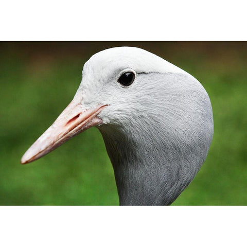 Stanley Crane Black Modern Wood Framed Art Print with Double Matting by Smithsonian Institution