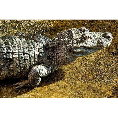 Chinese Alligator Gold Ornate Wood Framed Art Print with Double Matting by Smithsonian Institution