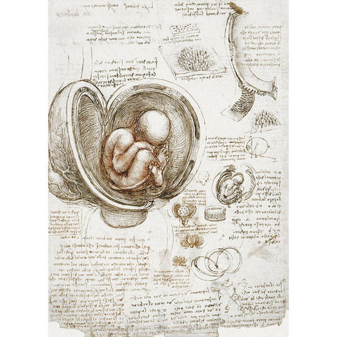 Studies of the Foetus in the Womb Gold Ornate Wood Framed Art Print with Double Matting by da Vinci, Leonardo