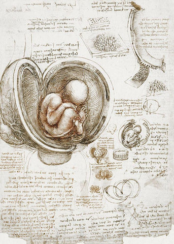 Studies of the Foetus in the Womb Black Ornate Wood Framed Art Print with Double Matting by da Vinci, Leonardo