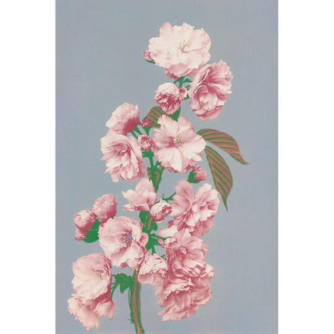 Cherry Blossom White Modern Wood Framed Art Print by Kazumasa, Ogawa