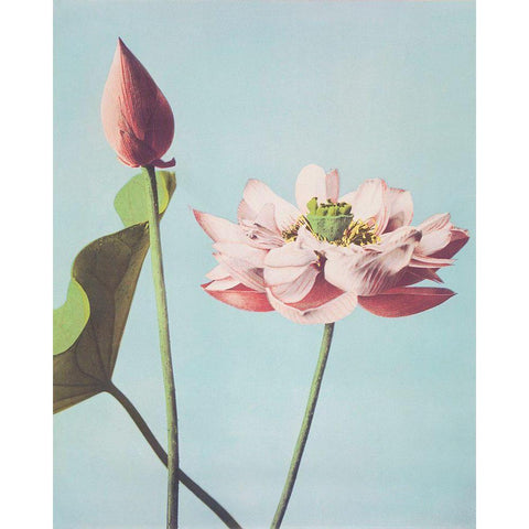 Lotus Flowers Black Modern Wood Framed Art Print with Double Matting by Kazumasa, Ogawa