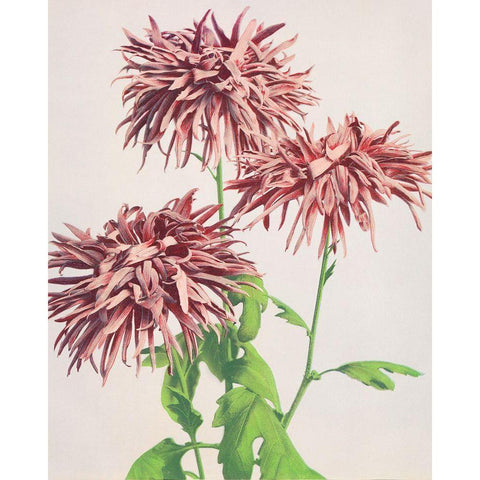 Three Pink Chrysanthemum Black Modern Wood Framed Art Print with Double Matting by Kazumasa, Ogawa