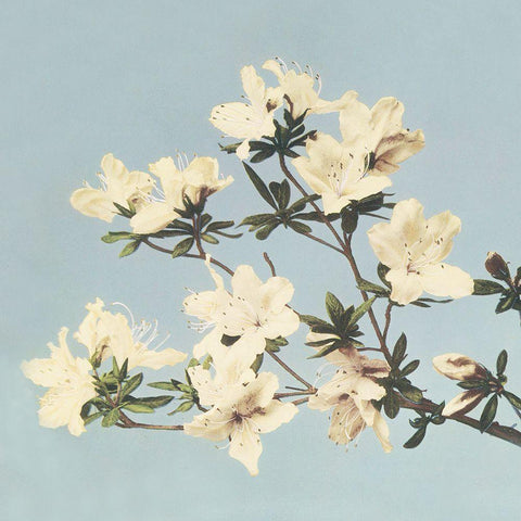 Vintage Japanese azaleas White Modern Wood Framed Art Print with Double Matting by Kazumasa, Ogawa