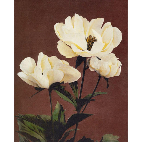 Haerdaceous Peony White Modern Wood Framed Art Print by Kazumasa, Ogawa