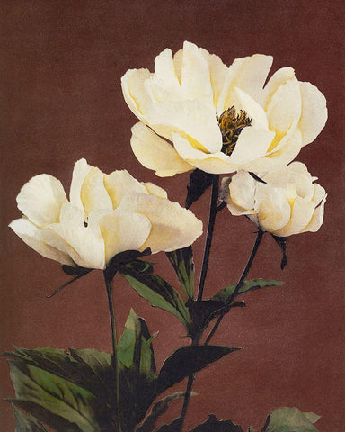 Haerdaceous Peony White Modern Wood Framed Art Print with Double Matting by Kazumasa, Ogawa