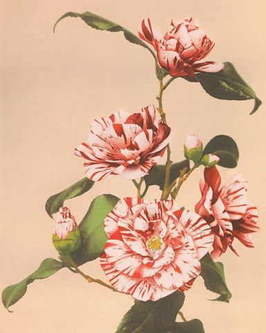 Striped Camellias White Modern Wood Framed Art Print with Double Matting by Kazumasa, Ogawa