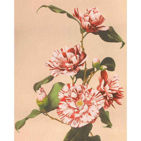 Striped Camellias Black Modern Wood Framed Art Print with Double Matting by Kazumasa, Ogawa