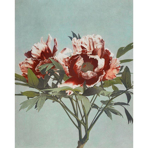 Tree Peony White Modern Wood Framed Art Print by Kazumasa, Ogawa