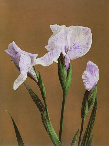 Iris Kaempferi White Modern Wood Framed Art Print with Double Matting by Kazumasa, Ogawa