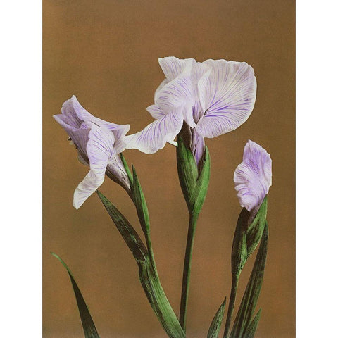 Iris Kaempferi Gold Ornate Wood Framed Art Print with Double Matting by Kazumasa, Ogawa