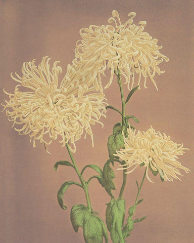 Three Yellow Chrysanthemums Black Ornate Wood Framed Art Print with Double Matting by Kazumasa, Ogawa