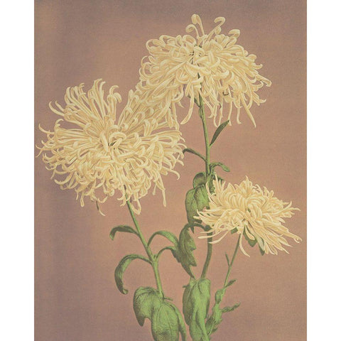 Three Yellow Chrysanthemums Gold Ornate Wood Framed Art Print with Double Matting by Kazumasa, Ogawa