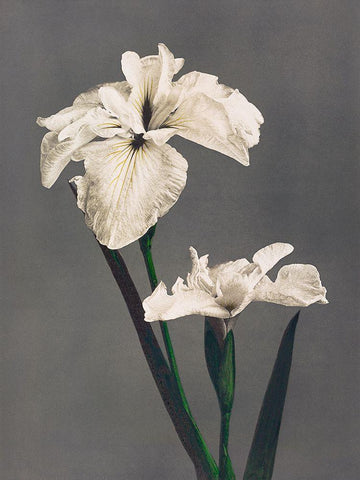 Iris Kaempferi II White Modern Wood Framed Art Print with Double Matting by Kazumasa, Ogawa