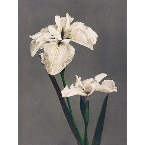 Iris Kaempferi II Gold Ornate Wood Framed Art Print with Double Matting by Kazumasa, Ogawa