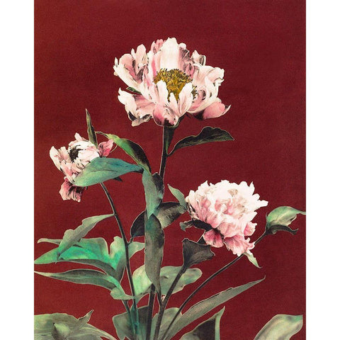 Haerdaceous Peony Black Modern Wood Framed Art Print with Double Matting by Kazumasa, Ogawa