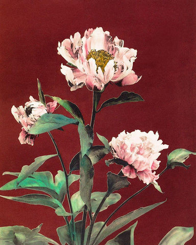 Haerdaceous Peony White Modern Wood Framed Art Print with Double Matting by Kazumasa, Ogawa