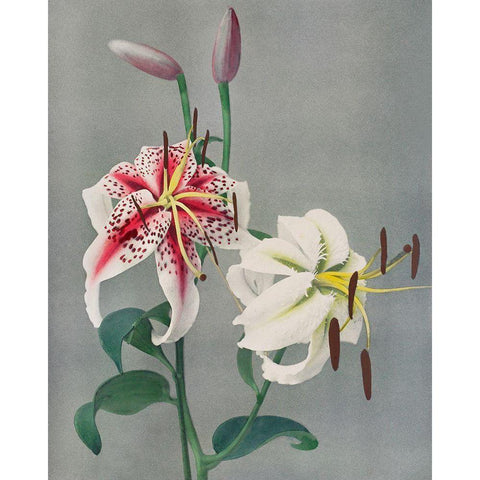 Lily Black Modern Wood Framed Art Print with Double Matting by Kazumasa, Ogawa