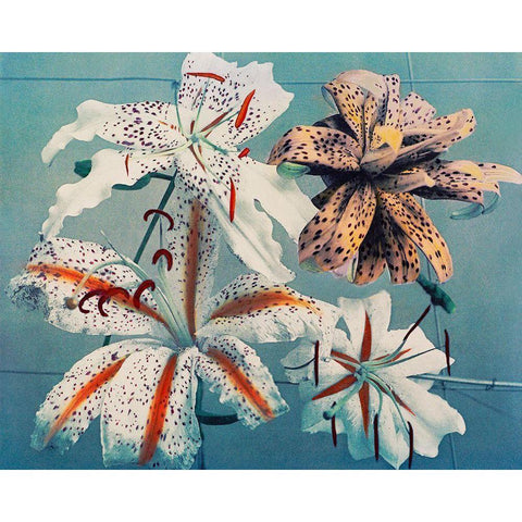 Lily II White Modern Wood Framed Art Print by Kazumasa, Ogawa