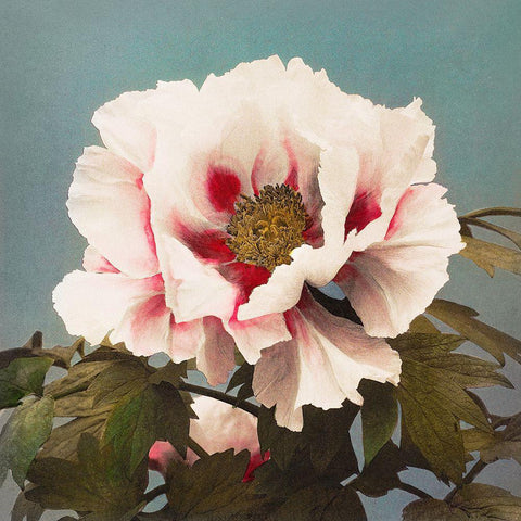 Tree Peony II White Modern Wood Framed Art Print by Kazumasa, Ogawa