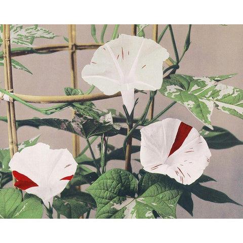 Striped Birdweed Flowers Gold Ornate Wood Framed Art Print with Double Matting by Kazumasa, Ogawa