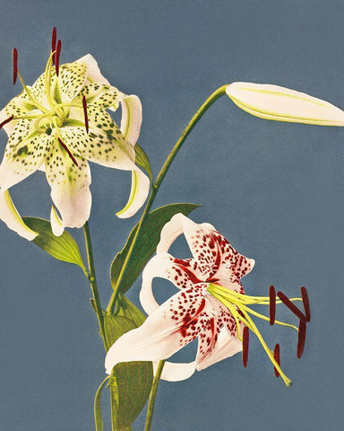 Lilies collotype from Japan White Modern Wood Framed Art Print with Double Matting by Kazumasa, Ogawa