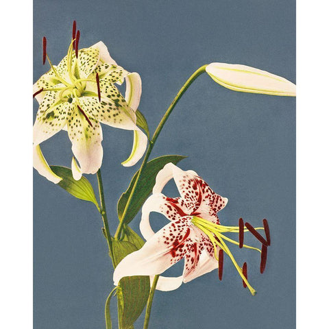 Lilies collotype from Japan White Modern Wood Framed Art Print by Kazumasa, Ogawa