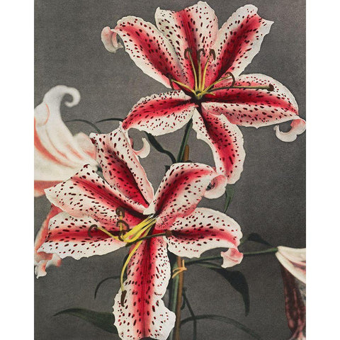 Lily IV White Modern Wood Framed Art Print by Kazumasa, Ogawa