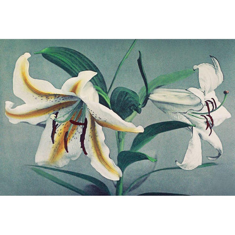 Lily V White Modern Wood Framed Art Print by Kazumasa, Ogawa