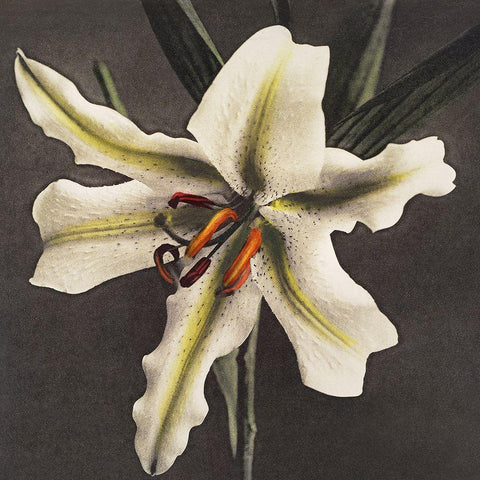 Lily VI White Modern Wood Framed Art Print by Kazumasa, Ogawa