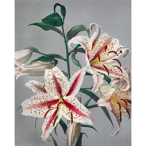 Lily VII Black Modern Wood Framed Art Print with Double Matting by Kazumasa, Ogawa