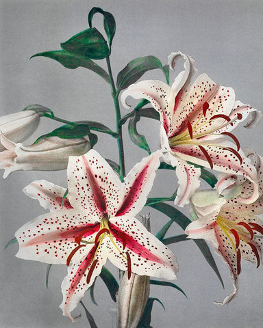 Lily VII White Modern Wood Framed Art Print with Double Matting by Kazumasa, Ogawa