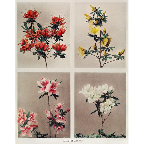 Group of Azaleas White Modern Wood Framed Art Print by Kazumasa, Ogawa