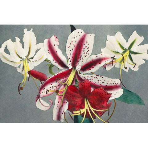 Lily X Black Modern Wood Framed Art Print with Double Matting by Kazumasa, Ogawa