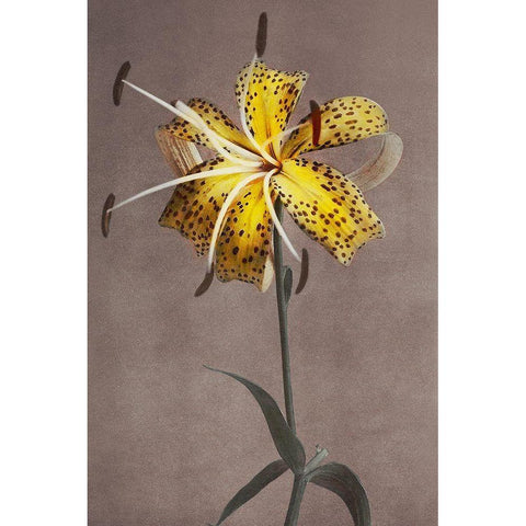 Lily XI White Modern Wood Framed Art Print by Kazumasa, Ogawa