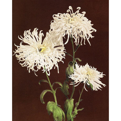 Chrysanthemum Black Modern Wood Framed Art Print with Double Matting by Kazumasa, Ogawa