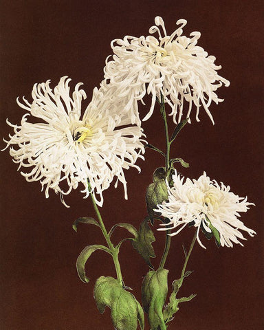 Chrysanthemum White Modern Wood Framed Art Print with Double Matting by Kazumasa, Ogawa