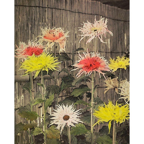 Tsuzure no Nishiki White Modern Wood Framed Art Print by Kazumasa, Ogawa