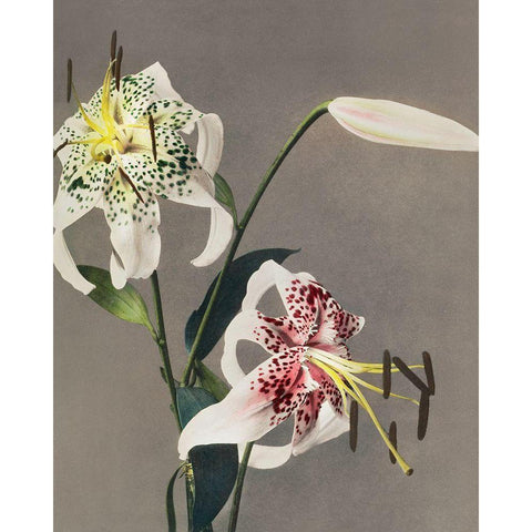 Lily XIII  Black Modern Wood Framed Art Print with Double Matting by Kazumasa, Ogawa