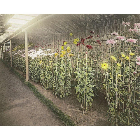 Chrysanthemum Garden II Black Modern Wood Framed Art Print with Double Matting by Kazumasa, Ogawa