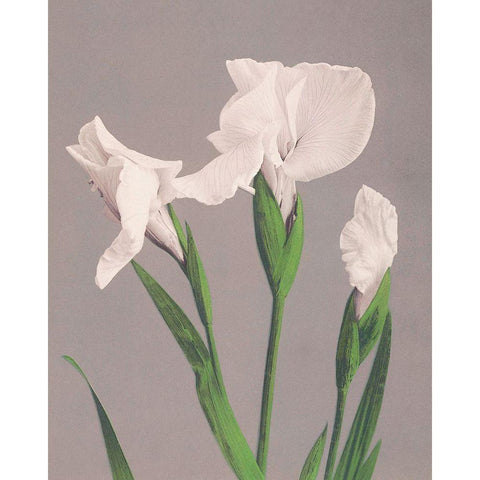 White Irises Gold Ornate Wood Framed Art Print with Double Matting by Kazumasa, Ogawa