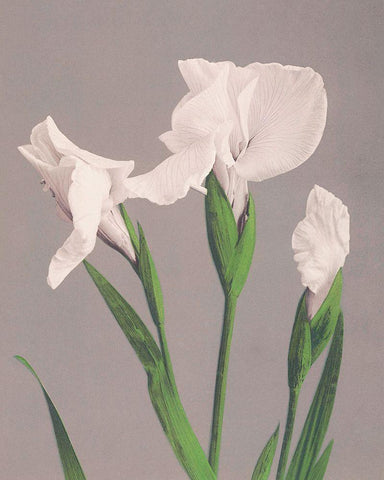 White Irises White Modern Wood Framed Art Print with Double Matting by Kazumasa, Ogawa