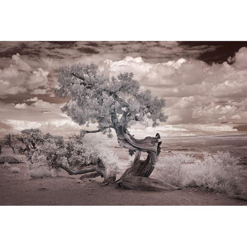 Twisted tree in the Desert near the Salton Sea-California Gold Ornate Wood Framed Art Print with Double Matting by Highsmith, Carol