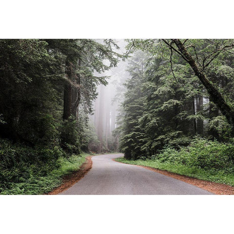 Redwood National and State Park on U.S. 101 in Northern California Black Modern Wood Framed Art Print with Double Matting by Highsmith, Carol