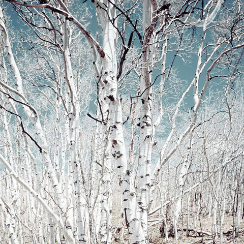 Birch trees in Utah High Country White Modern Wood Framed Art Print by Highsmith, Carol