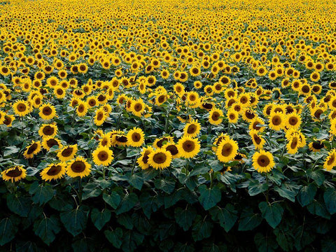 Sunflowers in a Wisconsin Field White Modern Wood Framed Art Print with Double Matting by Highsmith, Carol